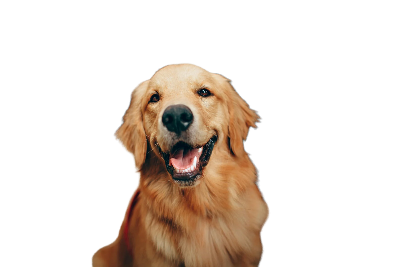 Background removal Samples Real Before After Examples background-removal-samples-real-before-after-examples